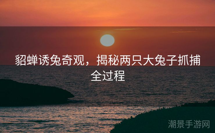 貂蝉诱兔奇观，揭秘两只大兔子抓捕全过程