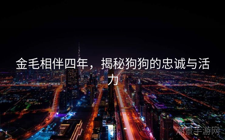 金毛相伴四年，揭秘狗狗的忠诚与活力