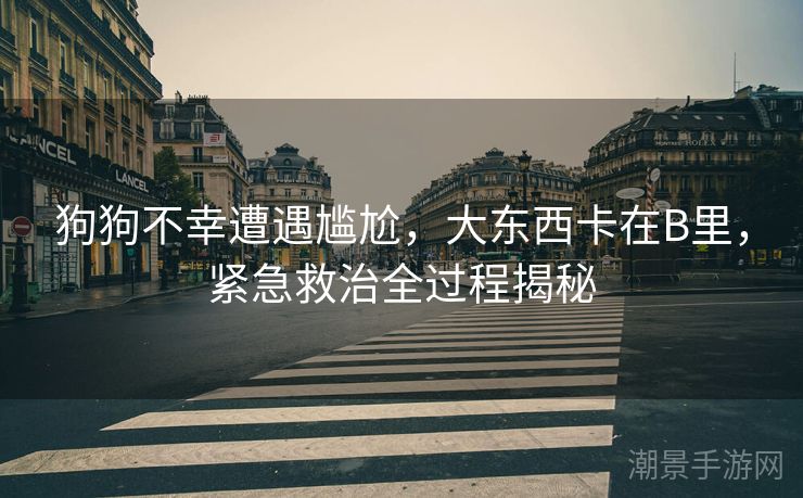 狗狗不幸遭遇尴尬，大东西卡在B里，紧急救治全过程揭秘